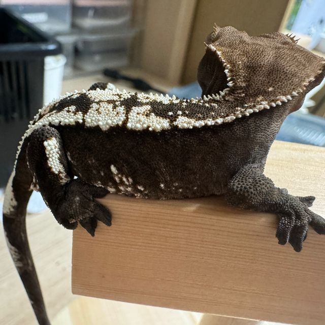 세이블