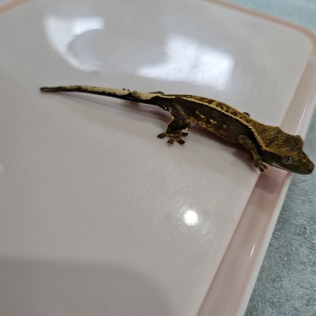노멀 엠티백 다크