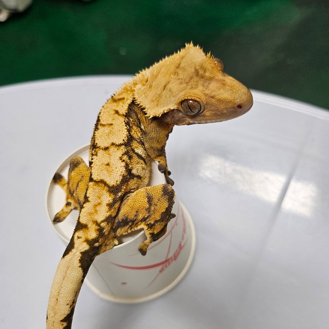 바브 타이거 익스트림할리퀸
