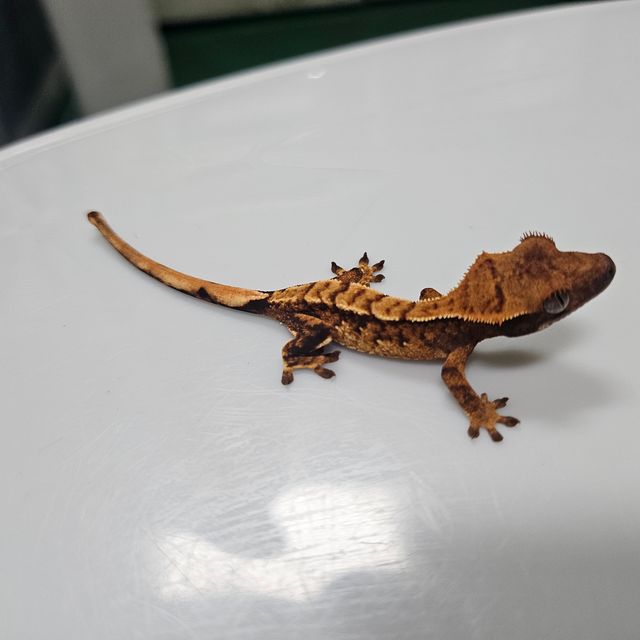 바브 익스트림할리퀸 텐저린 타이거