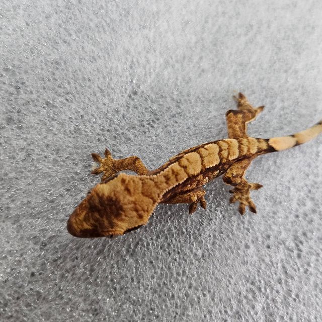 바브 트라이