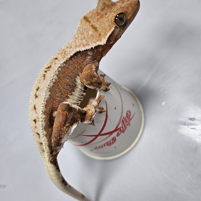 릴리100%헷아잔틱