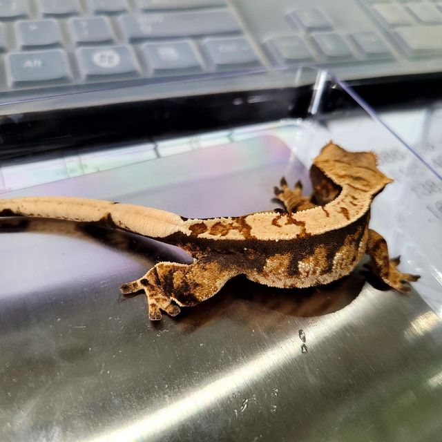 바브