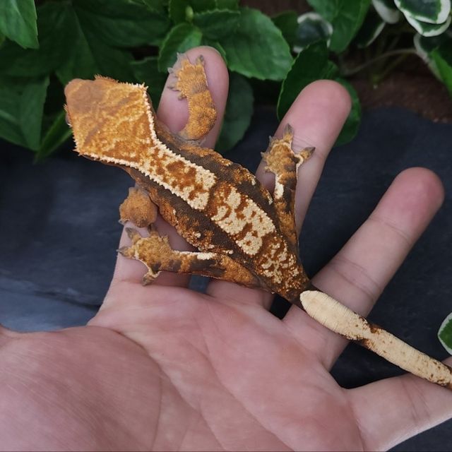트라이