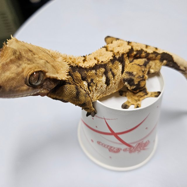바브 타이거 익스트림할리퀸