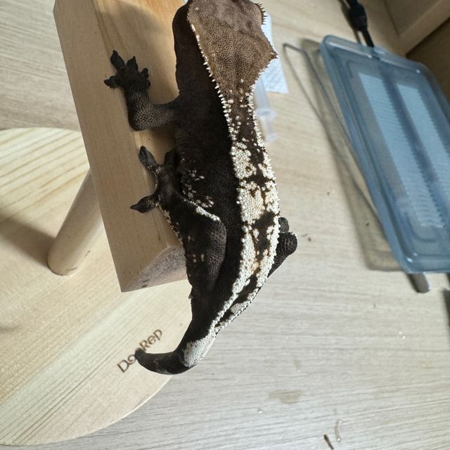 세이블