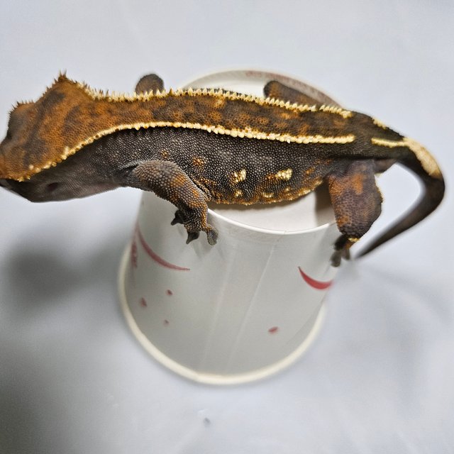 노멀 핀스트라이프