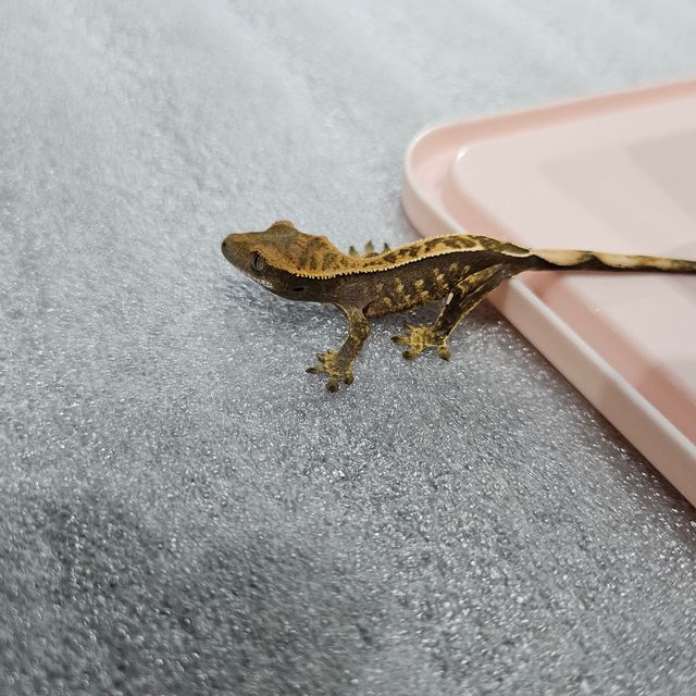 트라이 블랙