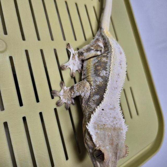 릴리화이트 드리피 화이트핀