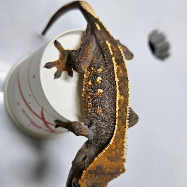 노멀 핀스트라이프