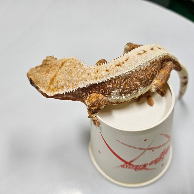 릴리100%헷아잔틱