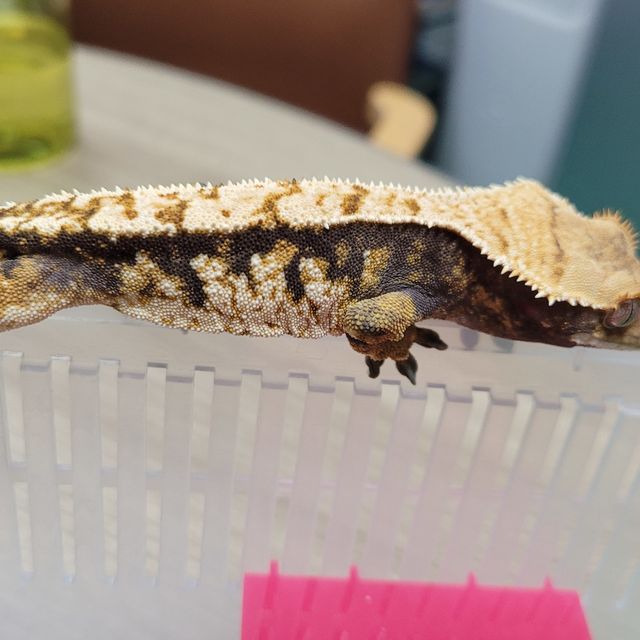 바브