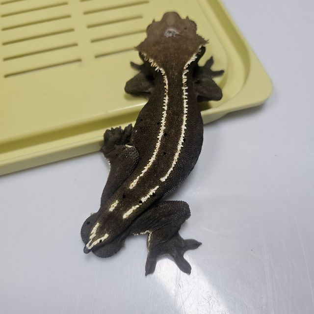 아잔틱 화이트핀 블랙 풀핀