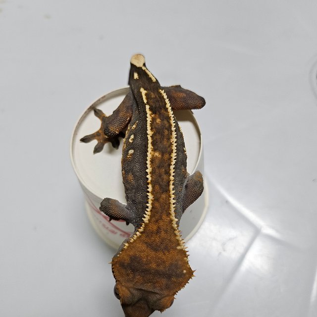 노멀 핀스트라이프