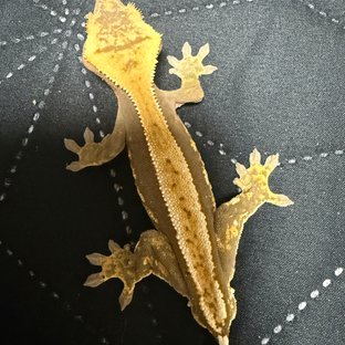 풀핀 레드 할리퀸