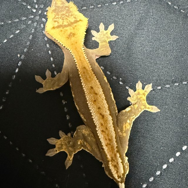 레드 할리퀸 풀핀