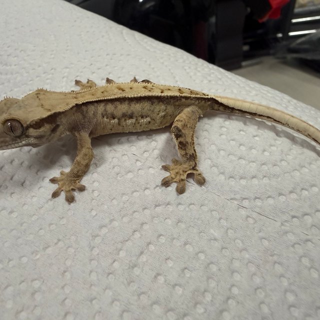 할리퀸 익스트림할리퀸 트라이