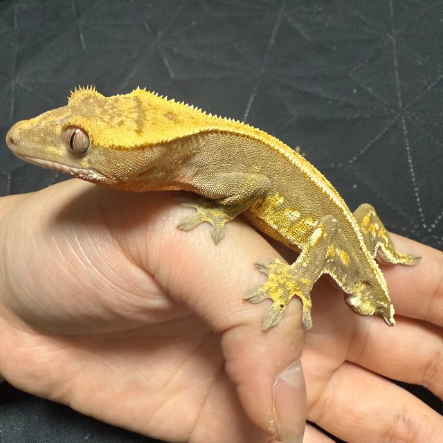 레드 할리퀸 풀핀