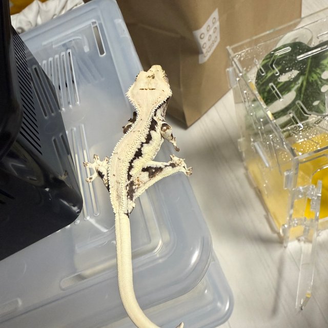 릴리화이트 화이트