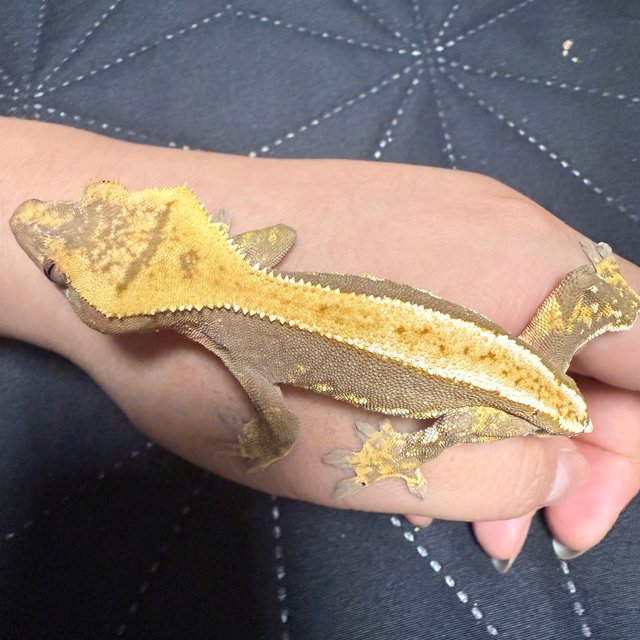 레드 할리퀸 풀핀