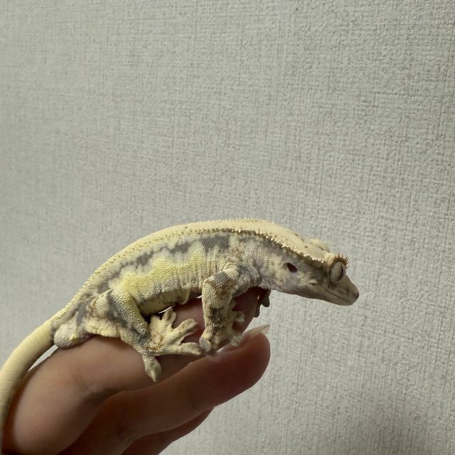 릴리화이트 화이트