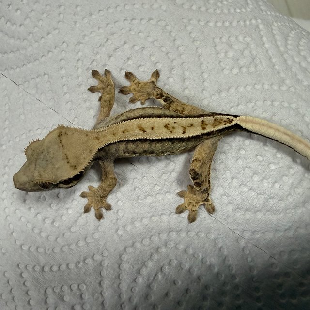 할리퀸 익스트림할리퀸 트라이