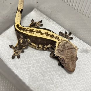 풀핀 쿼드 노멀 엠티백