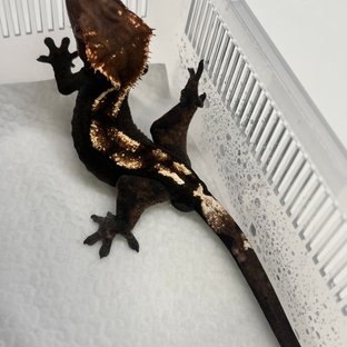 세이블 100%헷아잔틱