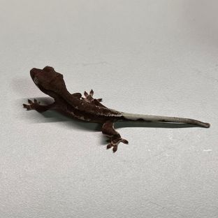 다크 팬텀 프라푸치노