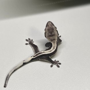 아잔틱 풀핀 슈퍼스트라이프