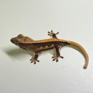 릴리100%헷아잔틱