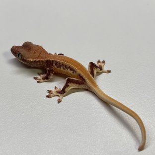 릴리화이트 솔리드백