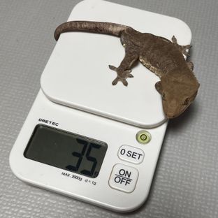 팬텀 릴잔틱