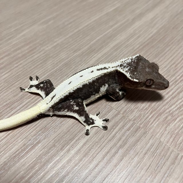 릴잔틱