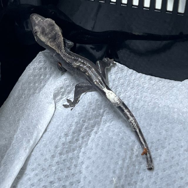 아잔틱 팬텀