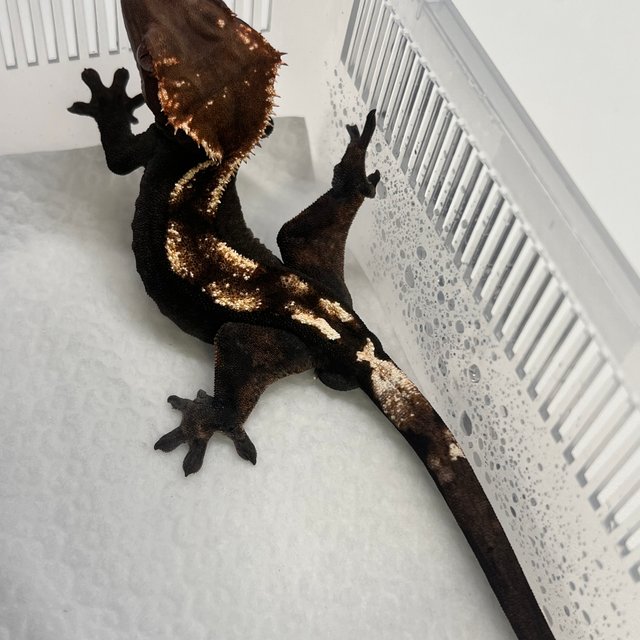 세이블 100%헷아잔틱