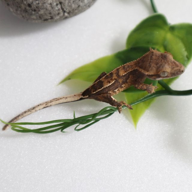 세이블 엠티백 다크