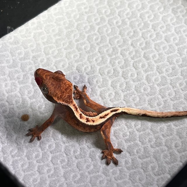 텐저린 풀핀 세이블