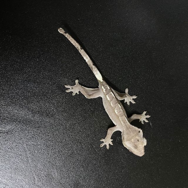 아잔틱