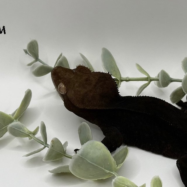 챠콜 팬텀 카푸치노