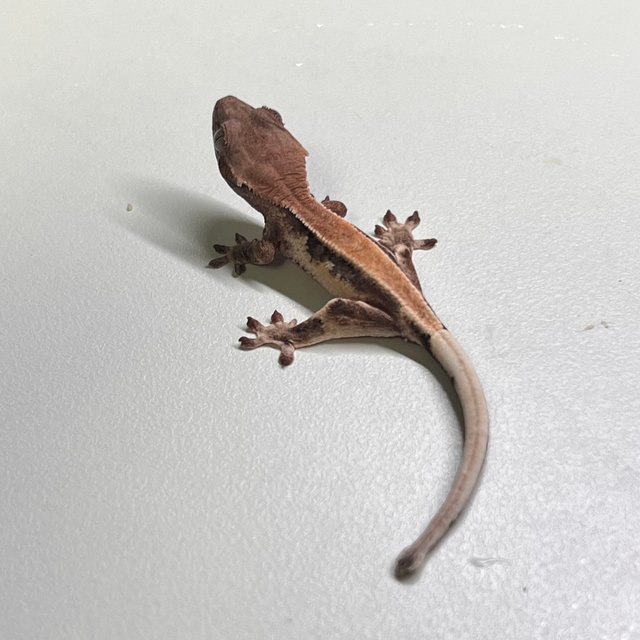 릴리 세이블 솔리드백