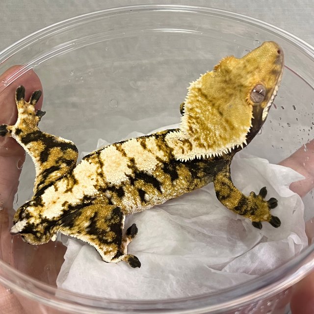 트라이 익스트림할리퀸