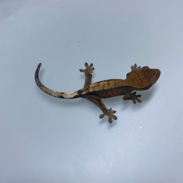 세이블 다크
