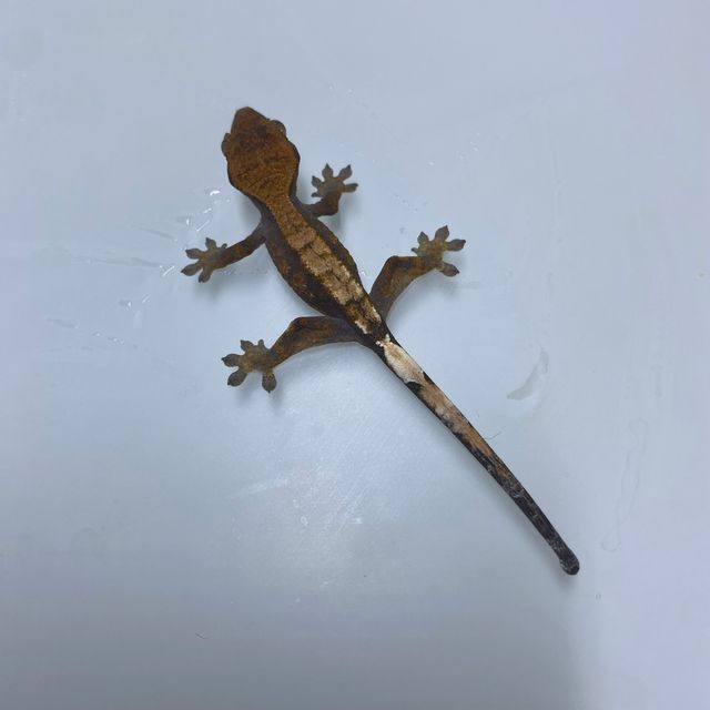 세이블 다크