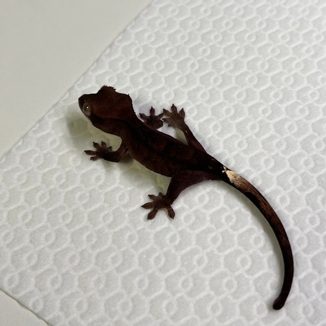 챠콜 팬텀 카푸치노