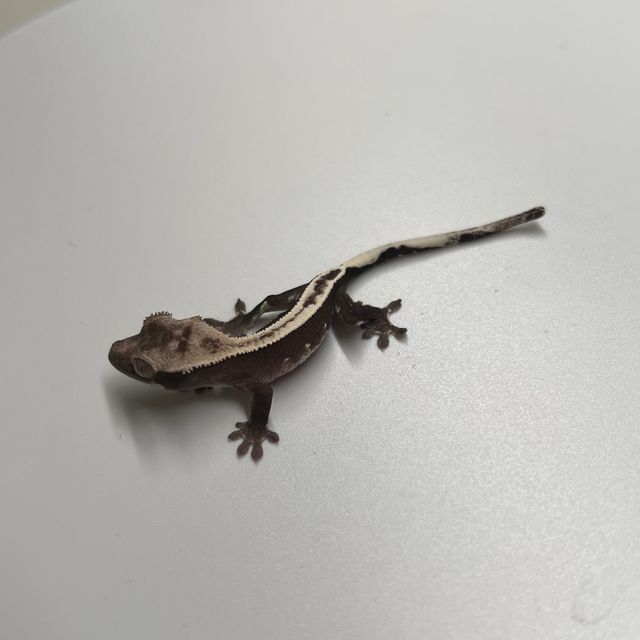풀핀 아잔틱 슈퍼스트라이프