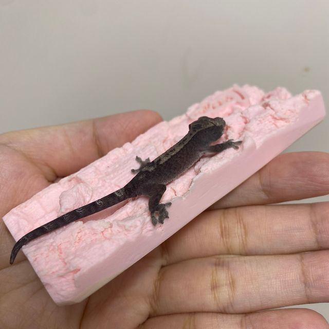 루왁 다크