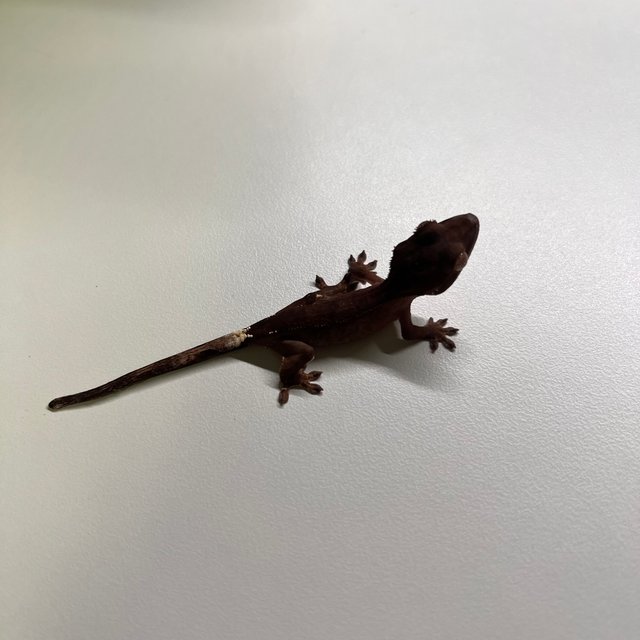 챠콜 팬텀 카푸치노