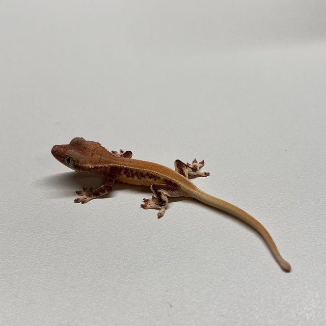 릴리화이트 솔리드백