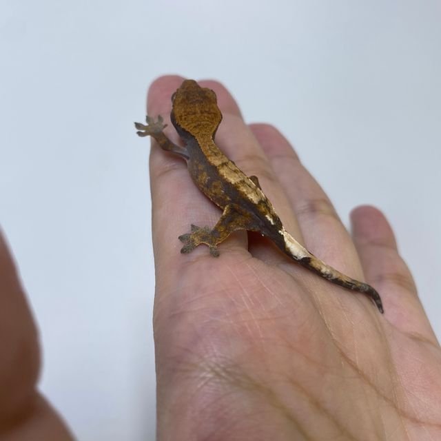 세이블 다크